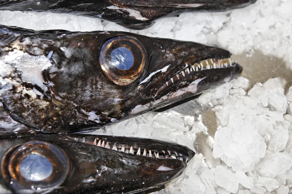 Is the “world’s ugliest fish” really good? Here’s how to cook the black sheath.